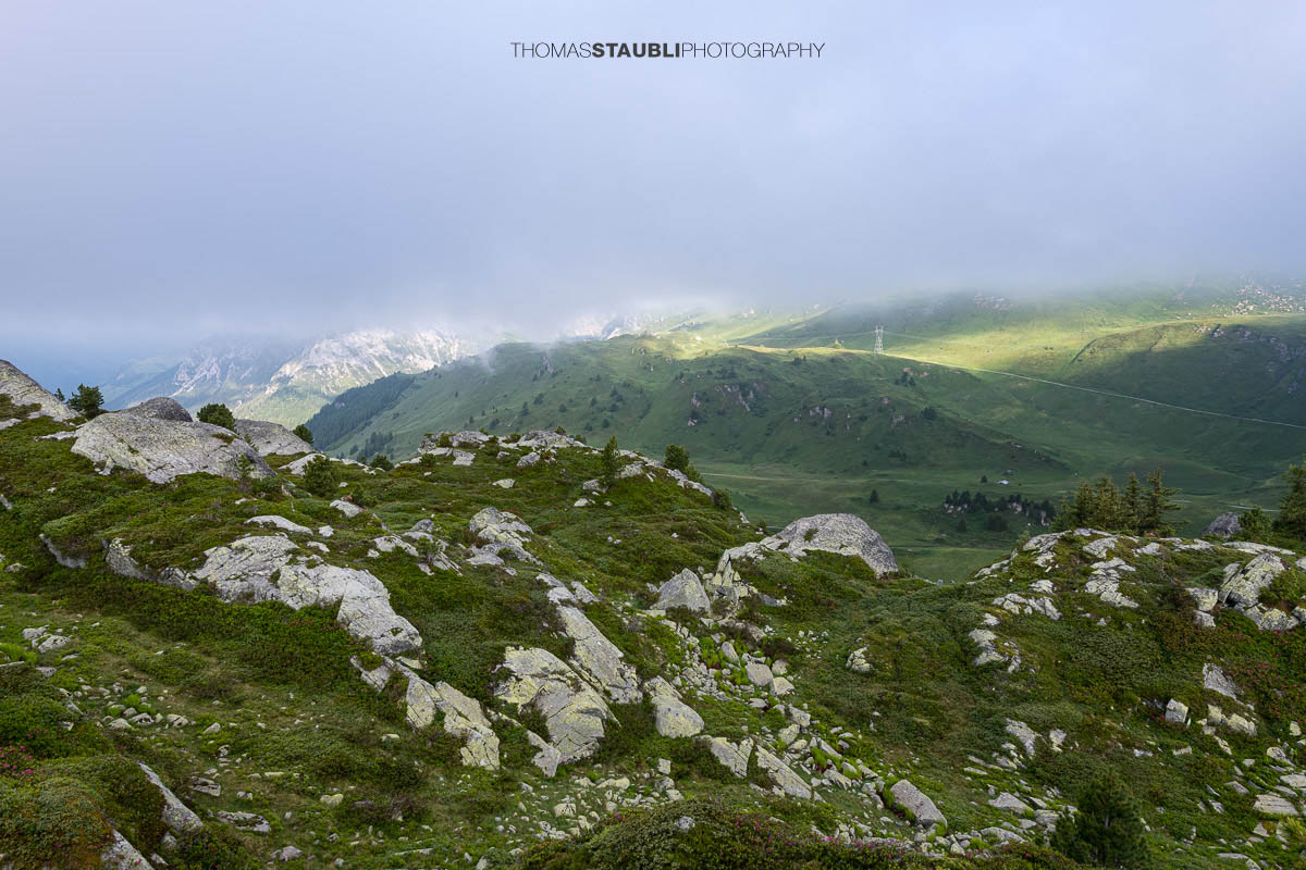 Alpenrosen, Heidelbeersträucher und kleine Bergföhren am Bergrücken der Caschlera oberhalb des Lai da Vons