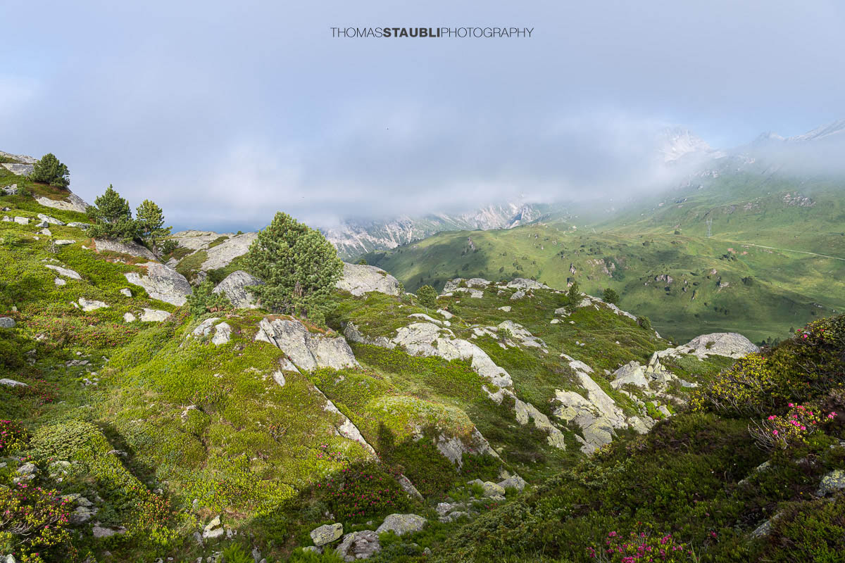 Alpenrosen, Heidelbeersträucher und kleine Bergföhren am sonnenbeschienenen Bergrücken der Caschlera oberhalb des Lai da Vons
