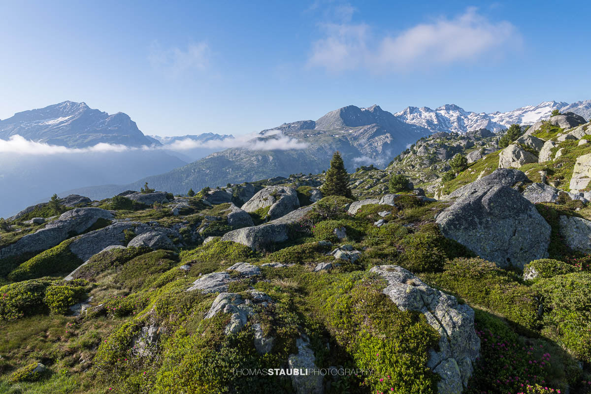 Alpenrosen, Heidelbeersträucher und kleine Bergföhren auf dem Rücken der Caschlera oberhalb des Lai da Vons