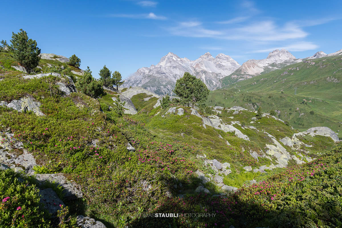 Alpenrosen, Heidelbeersträucher und kleine Bergföhren am sonnenbeschienenen Bergrücken der Caschlera oberhalb des Lai da Vons