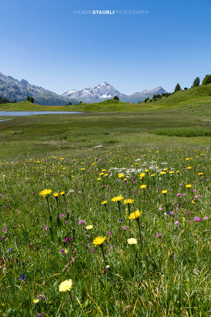 Blühende Bergwiesen am Lai da Vons mit freier Sicht auf den Pizzo Tambo im Hintergrund
