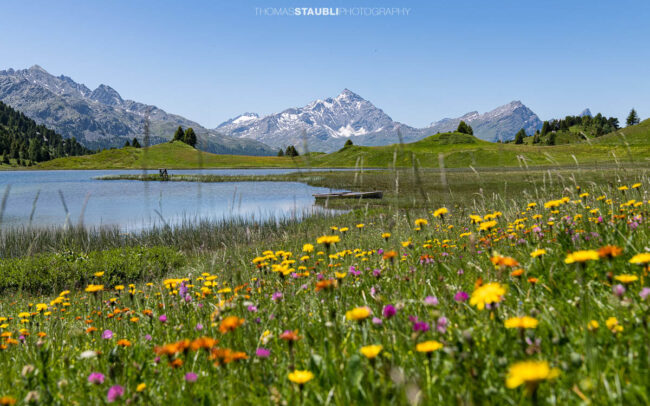 Blumenmeer am Ufer des Lai da Vons mit Blick auf den markanten Pizzo Tambo im Hintergrund