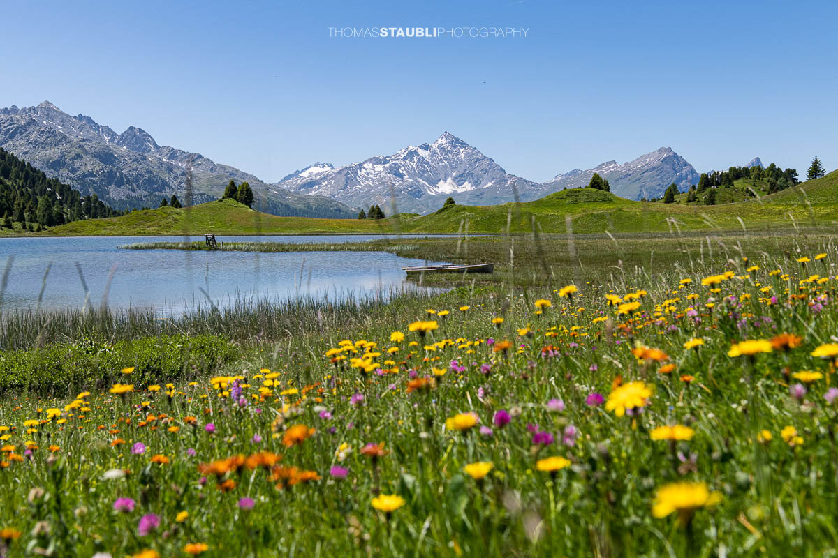 Blumenmeer am Ufer des Lai da Vons mit Blick auf den markanten Pizzo Tambo im Hintergrund