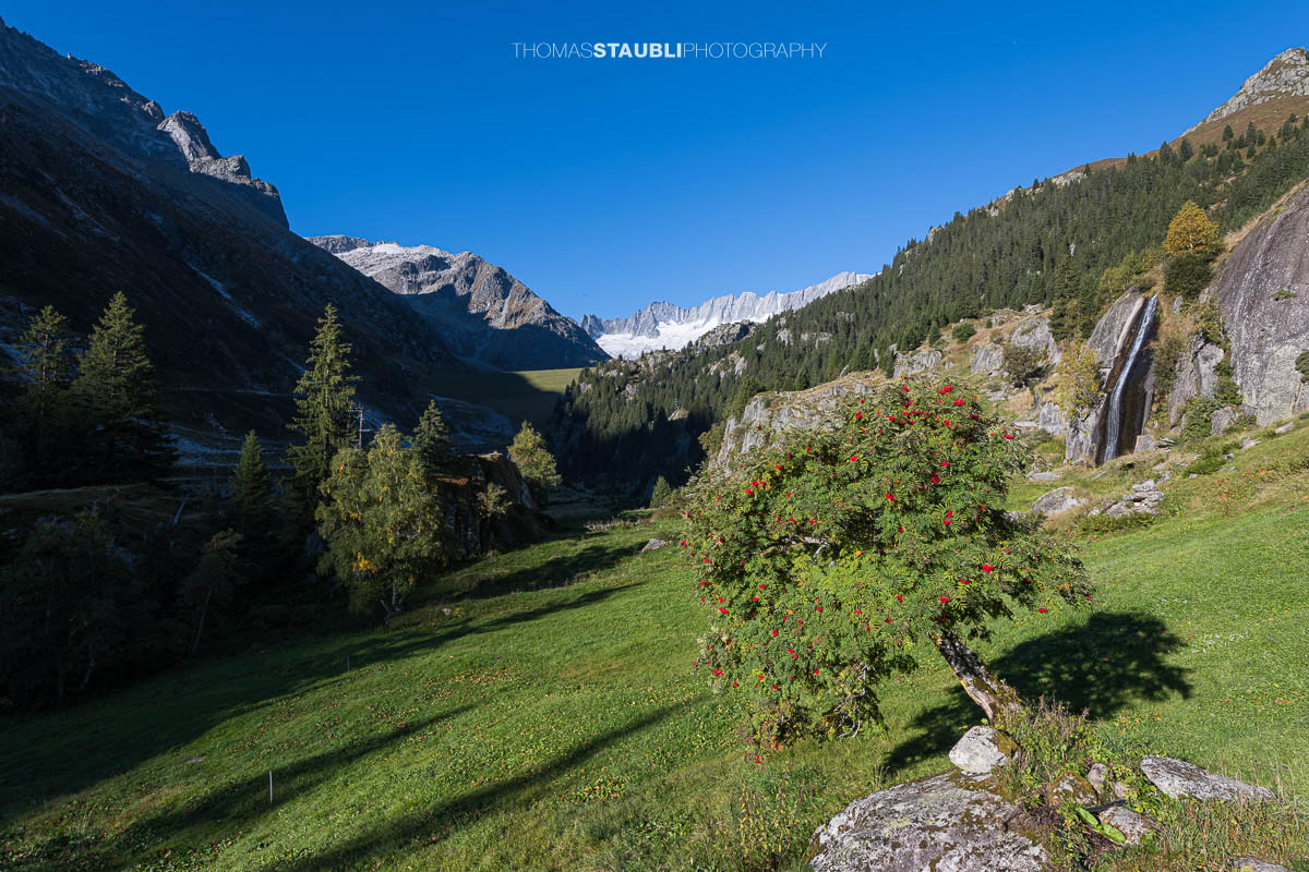 Grüne Alpweiden mit Vogelbeerbaum und Wasserfall in der Göscheneralp im Kanton Uri, im Hintergrund das Gletschergebiet am Dammastock.