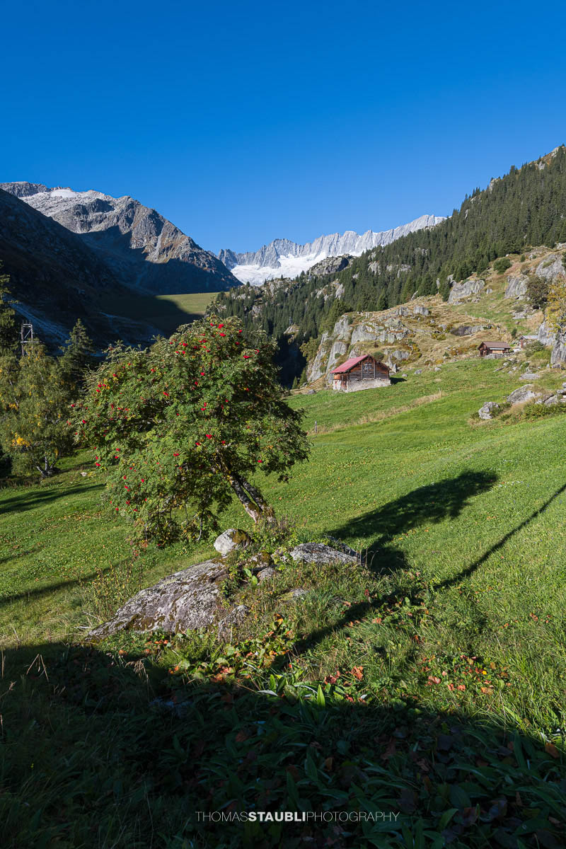 Grüne Alpweiden mit Vogelbeerbaum und Wasserfall in der Göscheneralp im Kanton Uri, im Hintergrund das Gletschergebiet am Dammastock.