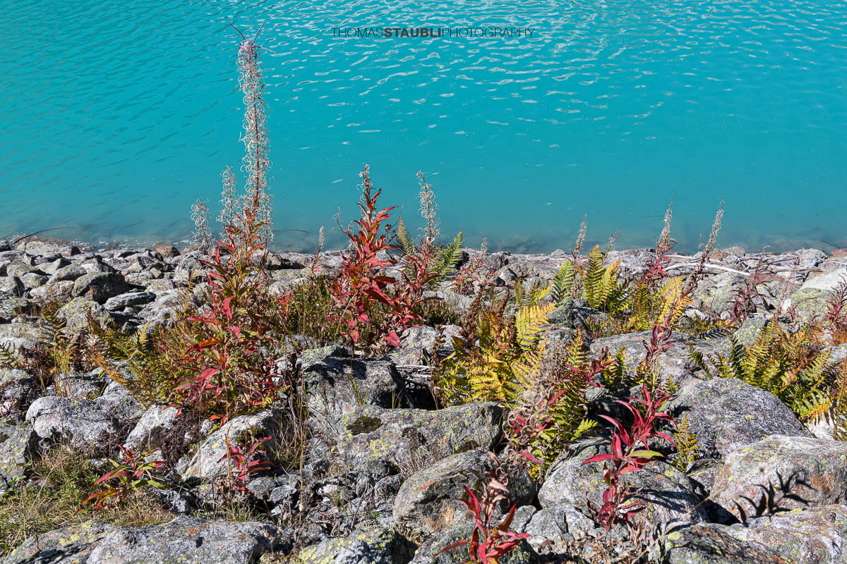 Pflanzen in den Herbstfarben am Ufer des türkisfarbenen Göscheneralpsees