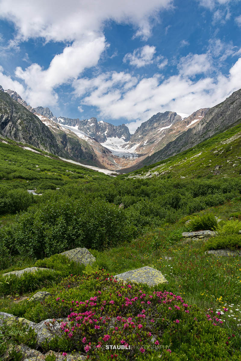 Blick durchs Chelenalptal im Kanton Uri mit blühenden Alpenrosen im Vordergrund und dem Chelengletscher unterhalb des Winterbergmassivs im Hintergrund.