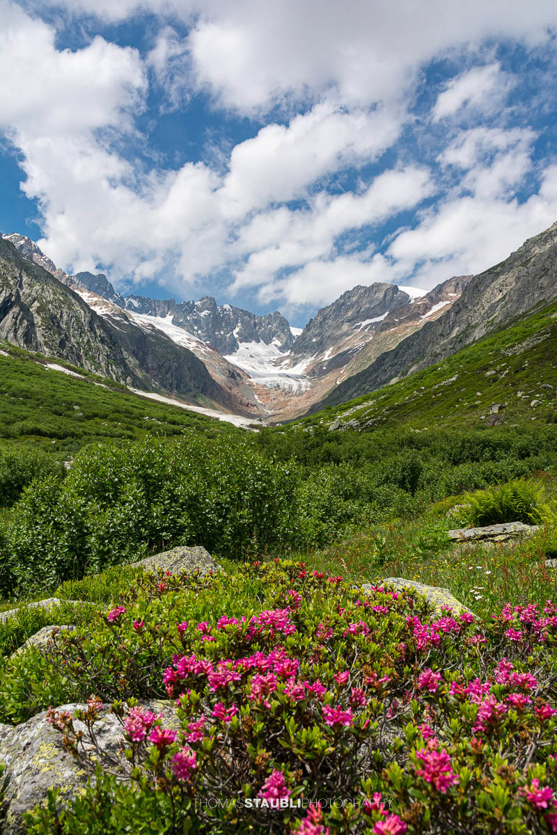 Blick durchs Chelenalptal im Kanton Uri mit blühenden Alpenrosen im Vordergrund und dem Chelengletscher unterhalb des Winterbergmassivs im Hintergrund.