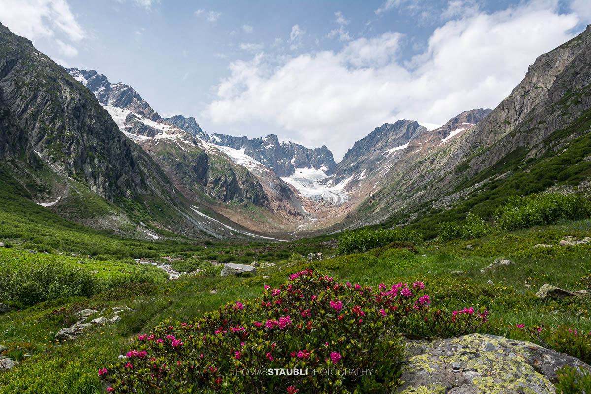 Blick durchs Chelenalptal im Kanton Uri mit blühenden Alpenrosen im Vordergrund und dem Chelengletscher unterhalb des Winterbergmassivs im Hintergrund.
