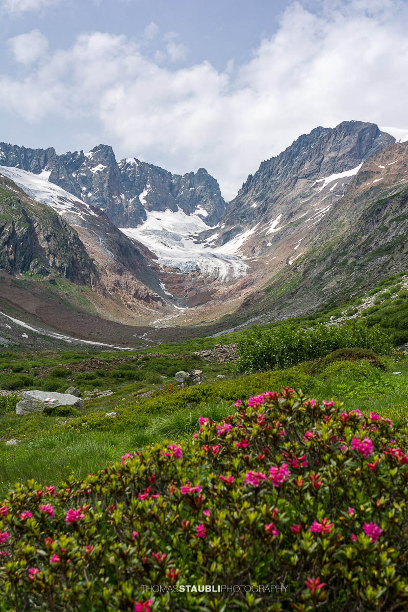 Blick durchs Chelenalptal im Kanton Uri mit blühenden Alpenrosen im Vordergrund und dem Chelengletscher unterhalb des Winterbergmassivs im Hintergrund.