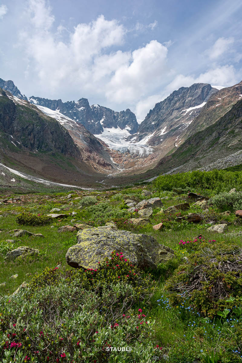 Blick durchs Chelenalptal im Kanton Uri mit blühenden Alpenrosen im Vordergrund und dem Chelengletscher unterhalb des Winterbergmassivs im Hintergrund.