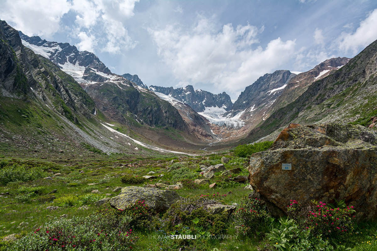 Blick durchs Chelenalptal im Kanton Uri mit blühenden Alpenrosen im Vordergrund und dem Chelengletscher unterhalb des Winterbergmassivs im Hintergrund.