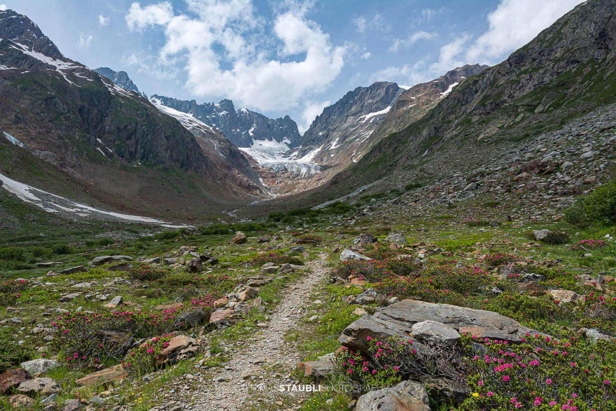 Blick durchs Chelenalptal im Kanton Uri mit blühenden Alpenrosen im Vordergrund und dem Chelengletscher unterhalb des Winterbergmassivs im Hintergrund.