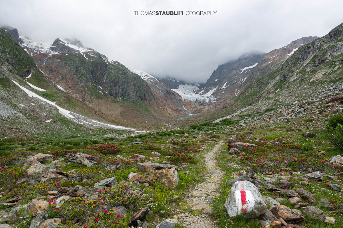 Blick durchs Chelenalptal im Kanton Uri mit blühenden Alpenrosen im Vordergrund und dem Chelengletscher unterhalb des Winterbergmassivs im Hintergrund.