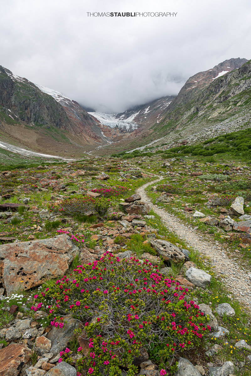 Blick durchs Chelenalptal im Kanton Uri mit blühenden Alpenrosen im Vordergrund und dem Chelengletscher unterhalb des Winterbergmassivs im Hintergrund.