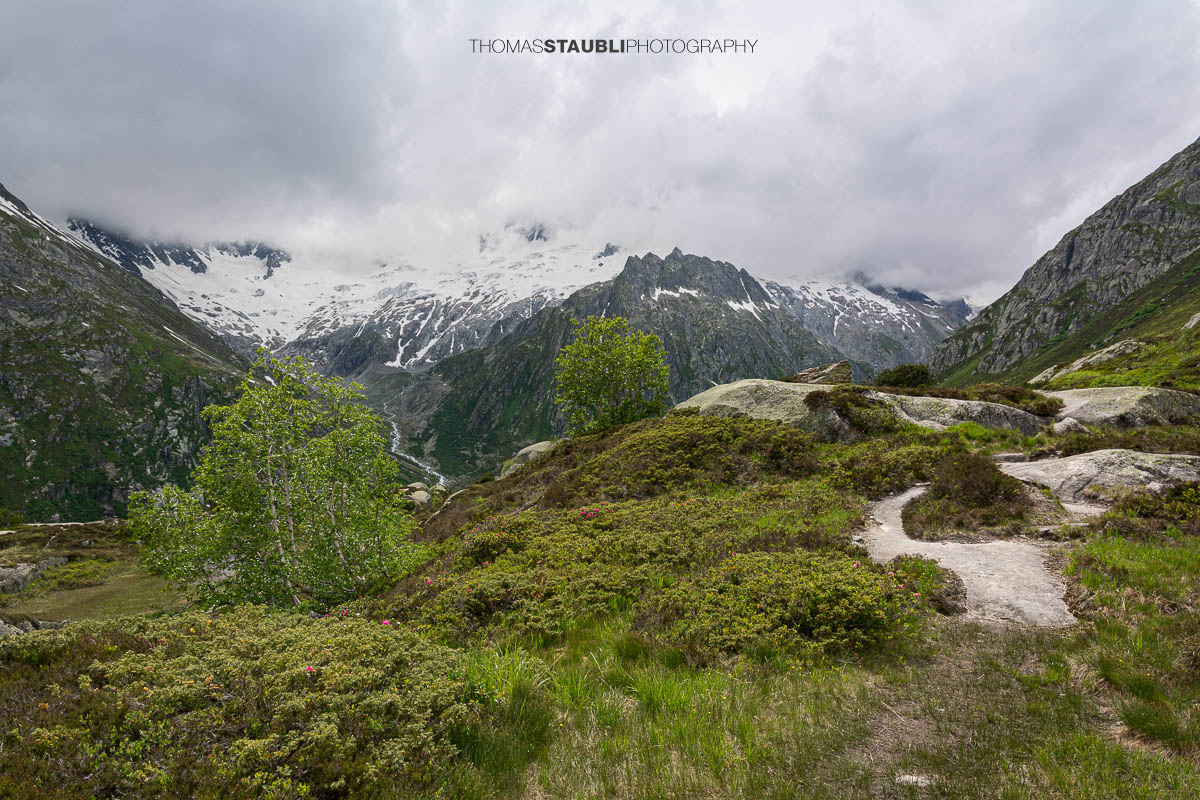 Blick über die alpine Landschaft der Göscheneralp im Kanton Uri, mit Birken und alpiner Vegetation im Vordergrund. Im Hintergrund erhebt sich das Winterbergmassiv mit dem eindrucksvollen Dammagletscher unter einer geschlossenen Wolkendecke.