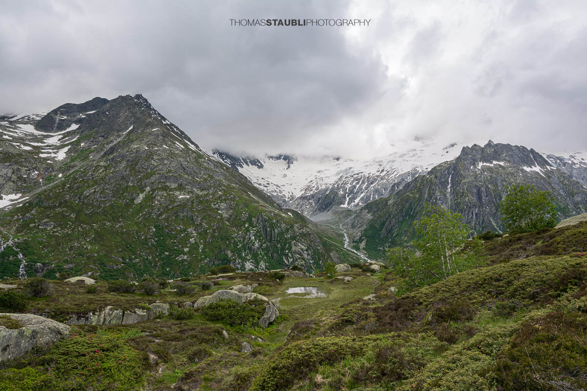 Blick über die alpine Landschaft der Göscheneralp im Kanton Uri, mit Birken und alpiner Vegetation im Vordergrund. Im Hintergrund erhebt sich das Winterbergmassiv mit dem eindrucksvollen Dammagletscher unter einer geschlossenen Wolkendecke.