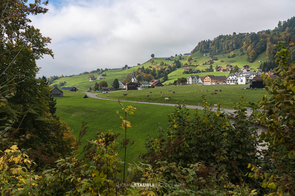 Blick auf das Dorf Ennetbühl im Toggenburg an einem Herbsttag. Saftig grüne Wiesen, herbstlich gefärbte Bäume und weidende Kühe prägen die sanfte Hügellandschaft vor den traditionellen Häusern und der Dorfkirche.