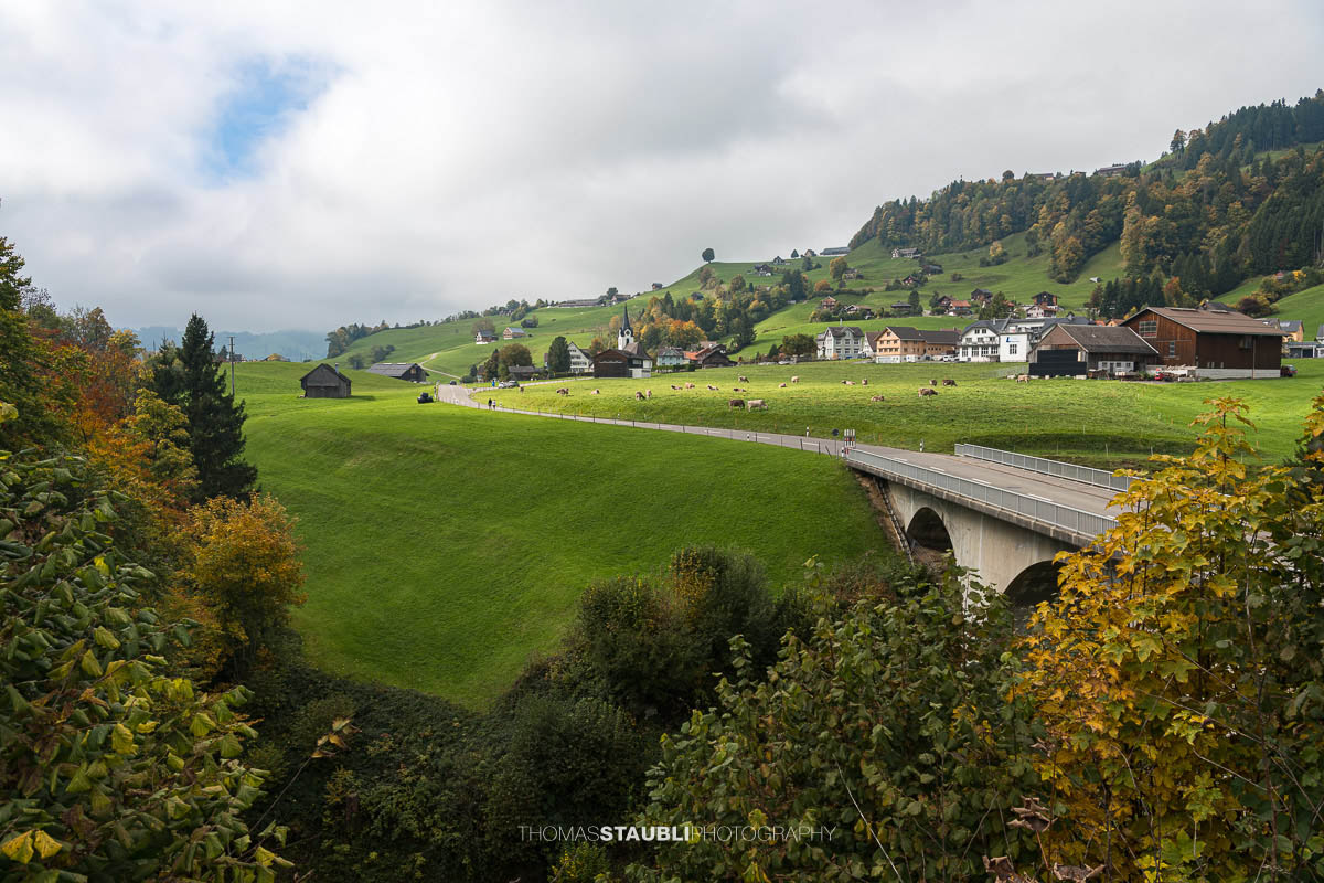 Blick auf das Dorf Ennetbühl im Toggenburg an einem Herbsttag. Saftig grüne Wiesen, herbstlich gefärbte Bäume und weidende Kühe prägen die sanfte Hügellandschaft vor den traditionellen Häusern und der Dorfkirche.