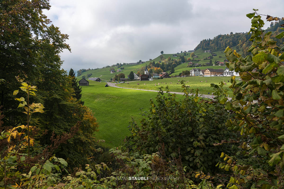 Blick auf das Dorf Ennetbühl im Toggenburg an einem Herbsttag. Saftig grüne Wiesen, herbstlich gefärbte Bäume und weidende Kühe prägen die sanfte Hügellandschaft vor den traditionellen Häusern und der Dorfkirche.
