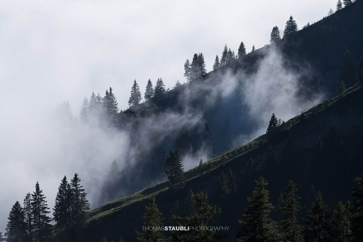 Ein bewaldeter Berghügel ragt im Appenzellerland aus einem dichten Nebelmeer, während Sonnenlicht die Nebelschwaden sanft um die Baumkronen legt.