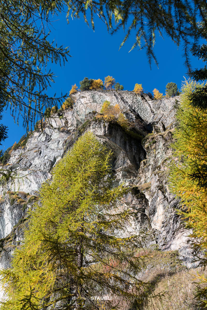 Herbstlich gelb gefärbte Lärchen und dunkle Felsflanken säumen das Ufer des Bergsees.