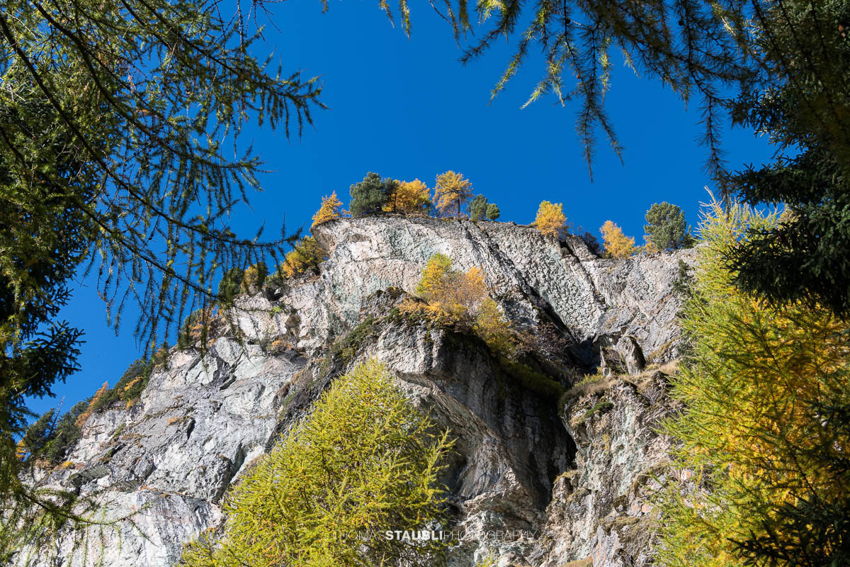 Herbstlich gelb gefärbte Lärchen und dunkle Felsflanken säumen das Ufer des Bergsees.