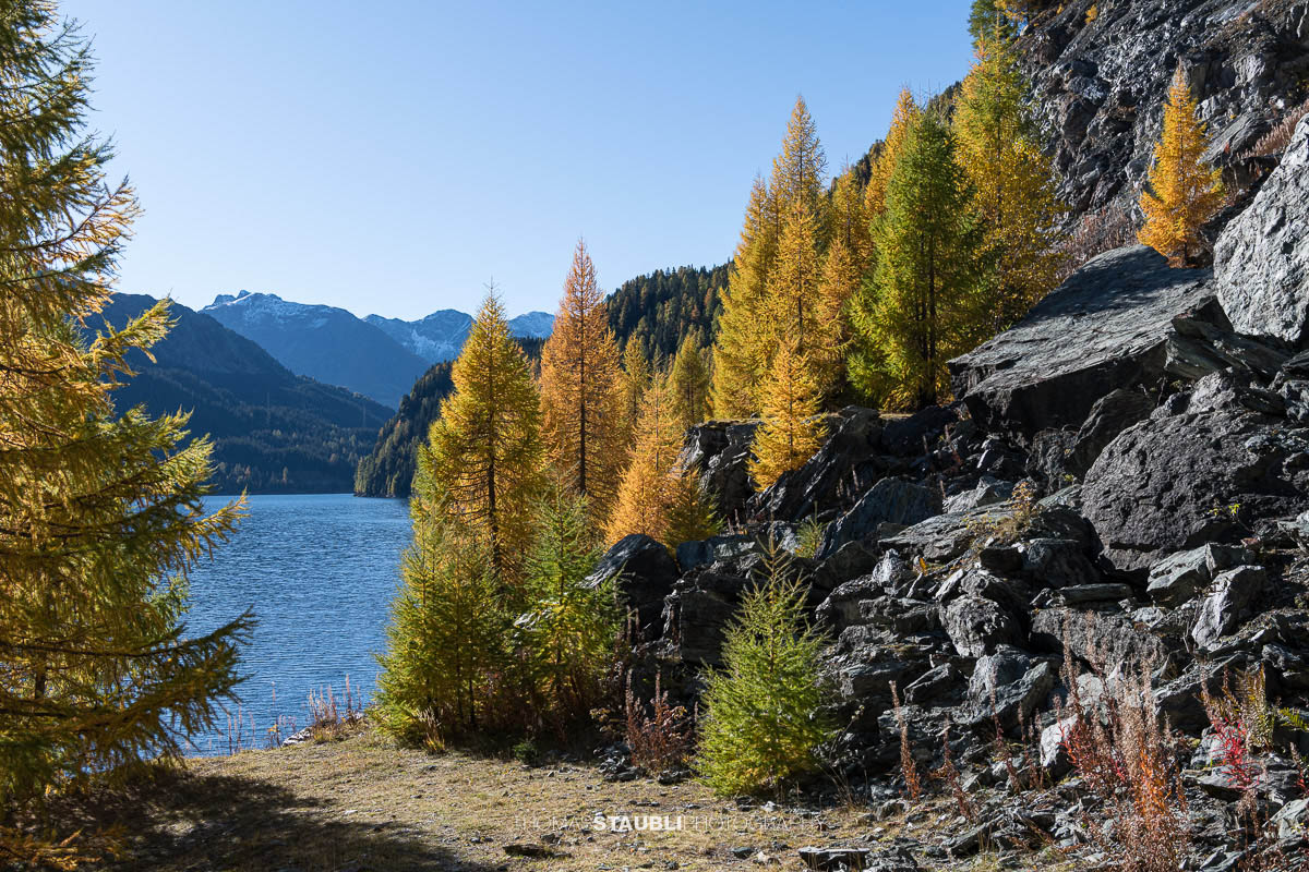 Blick über den Lai da Marmorera im oberen Surses, umgeben von herbstlich gefärbten Lärchenwäldern und dunklen Felsflanken unter klarem Himmel.