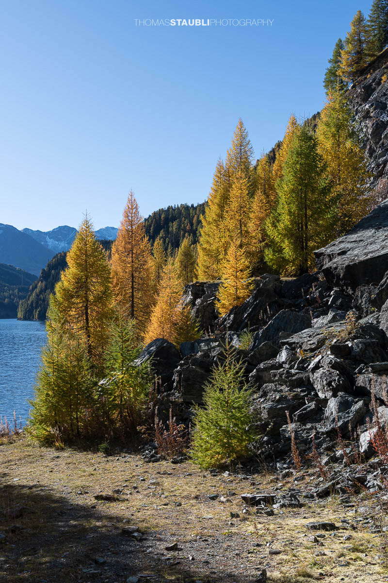 Blick über den Lai da Marmorera im oberen Surses, umgeben von herbstlich gefärbten Lärchenwäldern und dunklen Felsflanken unter klarem Himmel.