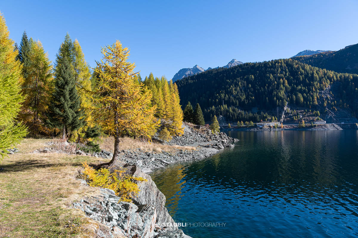 Blick über den Lai da Marmorera im oberen Surses, umgeben von herbstlich gefärbten Lärchenwäldern und dunklen Felsflanken unter klarem Himmel.