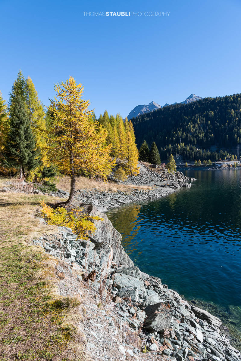 Blick über den Lai da Marmorera im oberen Surses, umgeben von herbstlich gefärbten Lärchenwäldern und dunklen Felsflanken unter klarem Himmel.