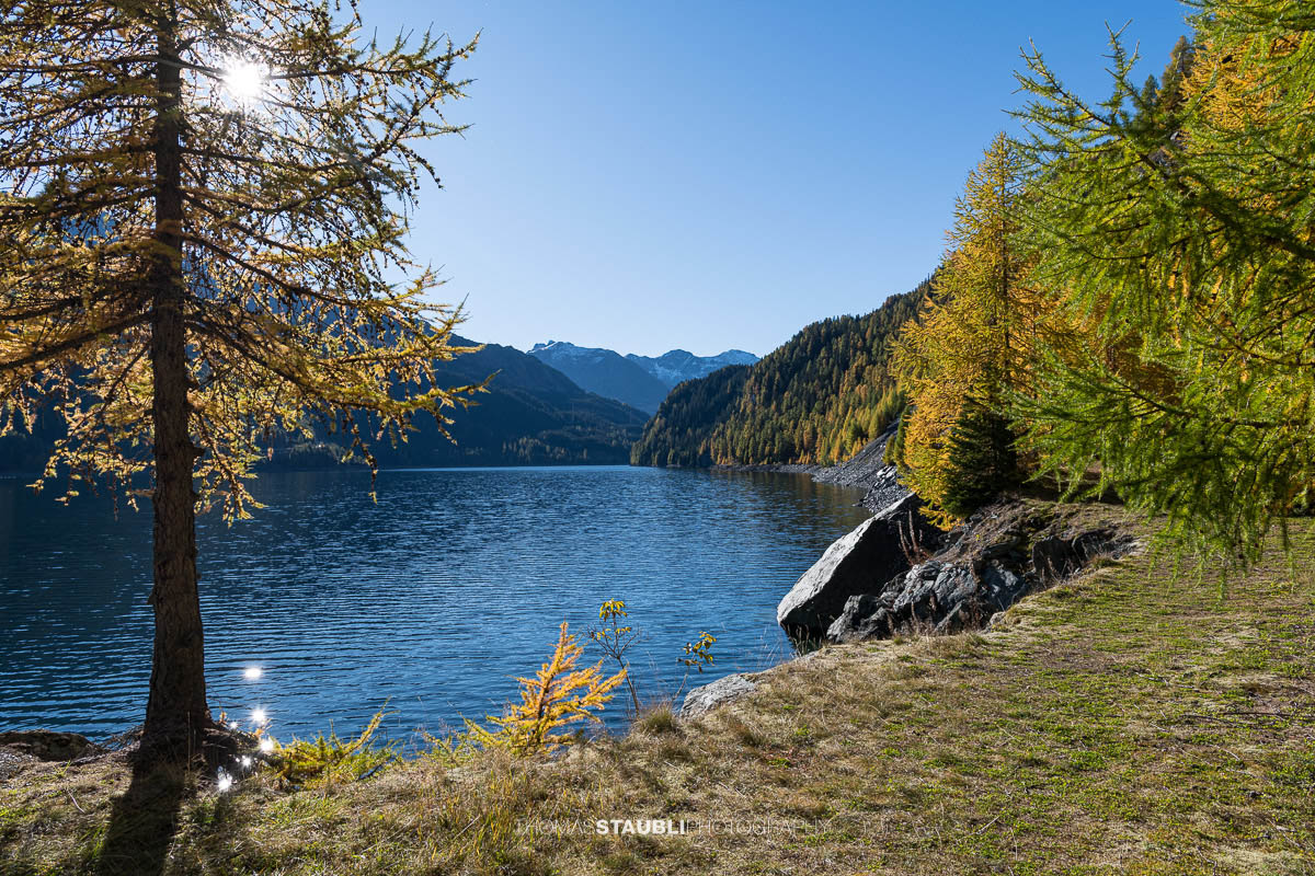 Blick über den Lai da Marmorera im oberen Surses, umgeben von herbstlich gefärbten Lärchenwäldern und dunklen Felsflanken unter klarem Himmel.