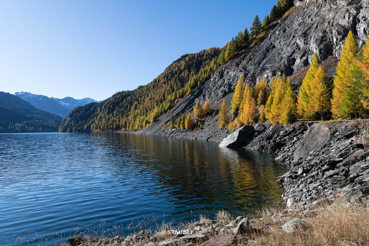 Blick über den Lai da Marmorera im oberen Surses, umgeben von herbstlich gefärbten Lärchenwäldern und dunklen Felsflanken unter klarem Himmel.