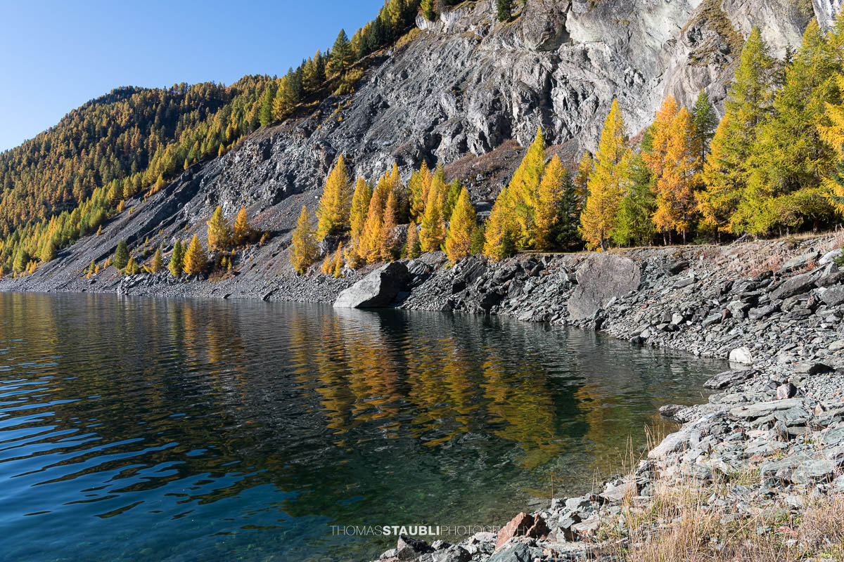 Blick über den Lai da Marmorera im oberen Surses, umgeben von herbstlich gefärbten Lärchenwäldern und dunklen Felsflanken unter klarem Himmel.