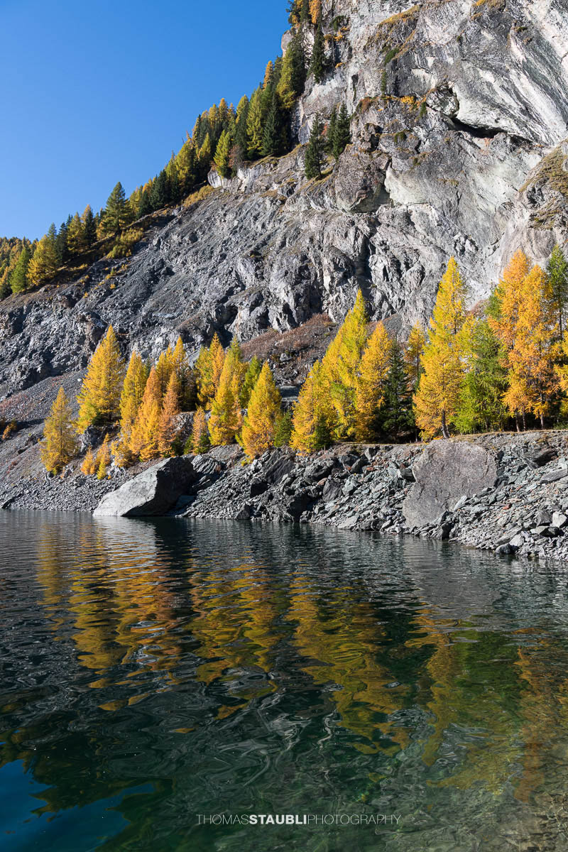 Blick über den Lai da Marmorera im oberen Surses, umgeben von herbstlich gefärbten Lärchenwäldern und dunklen Felsflanken unter klarem Himmel.
