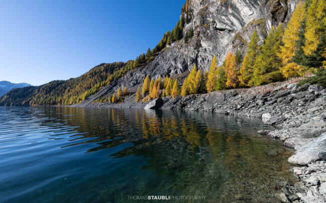 Blick über den Lai da Marmorera im oberen Surses, umgeben von herbstlich gefärbten Lärchenwäldern und dunklen Felsflanken unter klarem Himmel.
