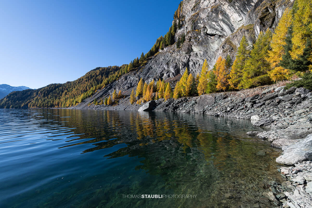 Blick über den Lai da Marmorera im oberen Surses, umgeben von herbstlich gefärbten Lärchenwäldern und dunklen Felsflanken unter klarem Himmel.