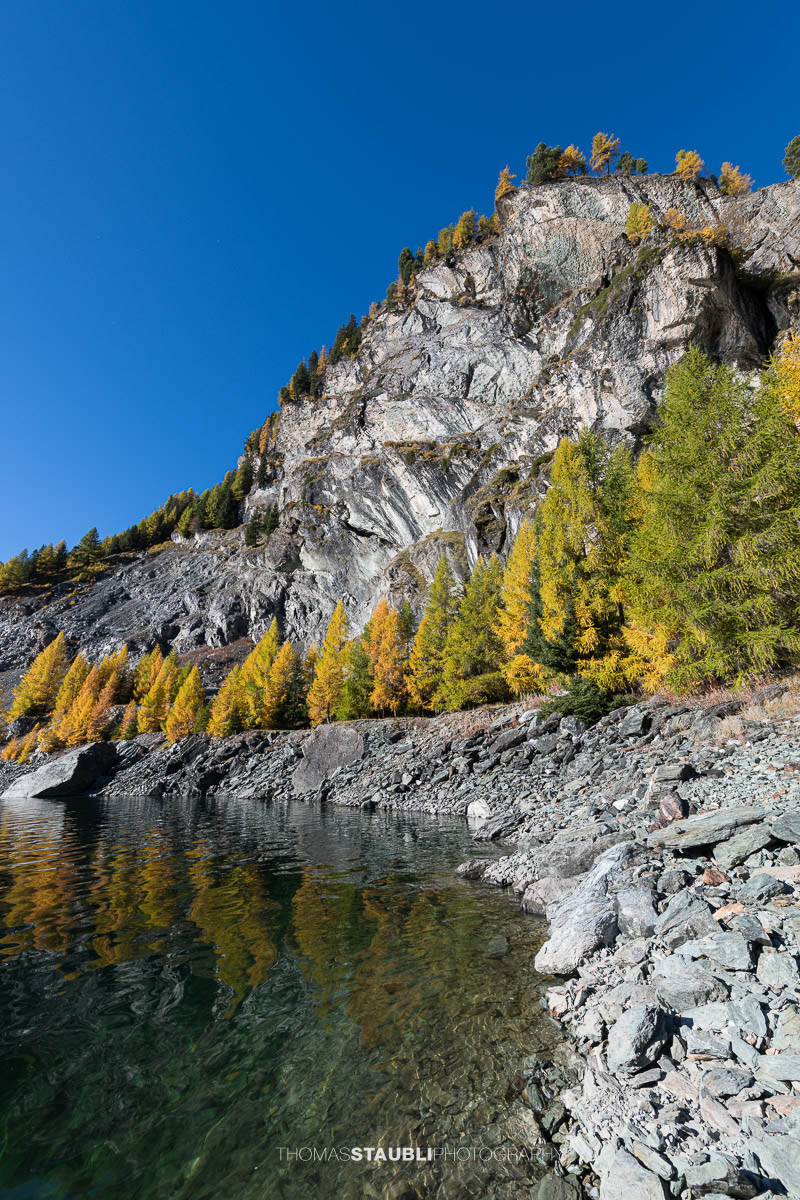Blick über den Lai da Marmorera im oberen Surses, umgeben von herbstlich gefärbten Lärchenwäldern und dunklen Felsflanken unter klarem Himmel.