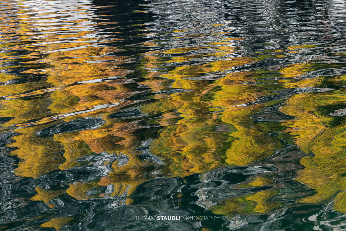 Spiegelung goldgelber Lärchen im leicht bewegten Wasser des Lai da Marmorera, deren Formen sich in sanften Wellen zu abstrakten Mustern auflösen.