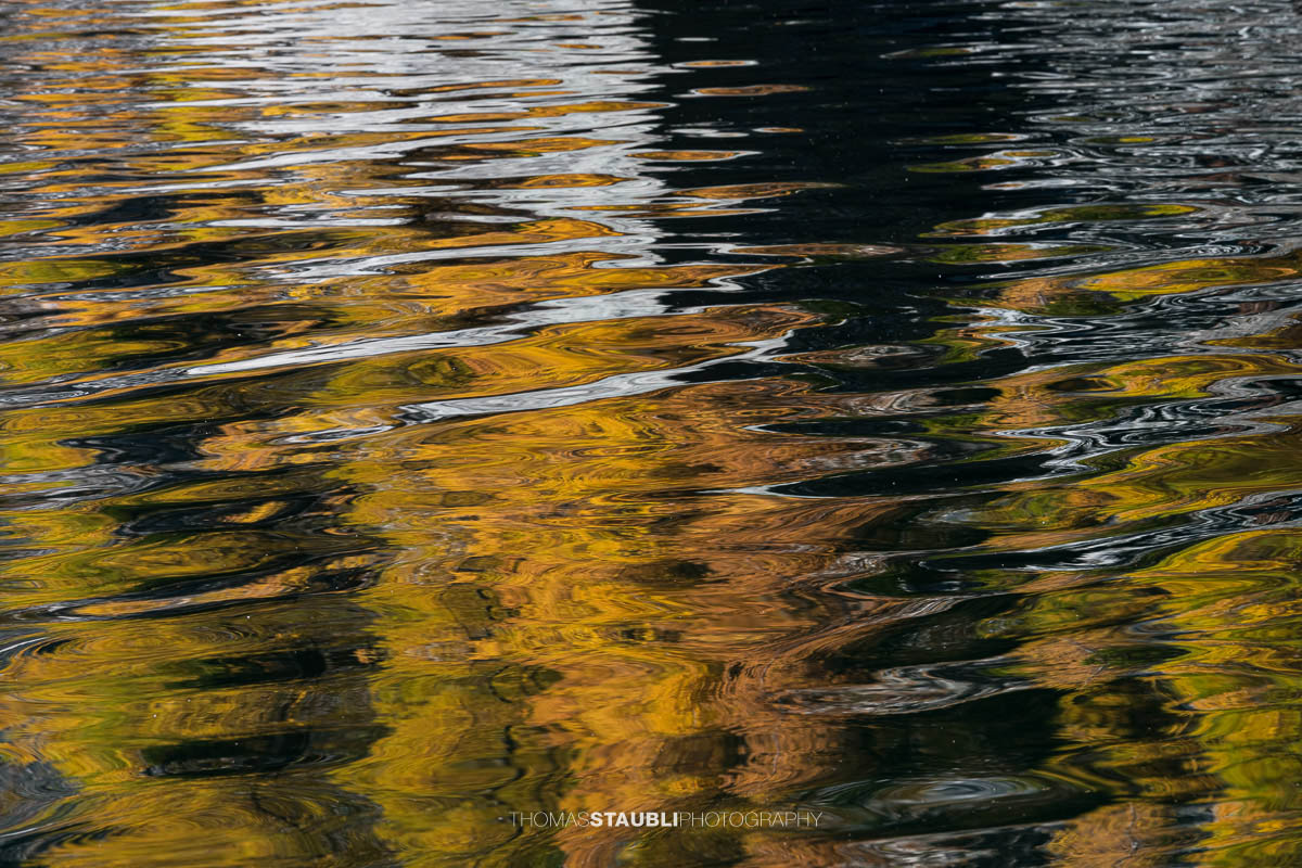 Spiegelung goldgelber Lärchen im leicht bewegten Wasser des Lai da Marmorera, deren Formen sich in sanften Wellen zu abstrakten Mustern auflösen.
