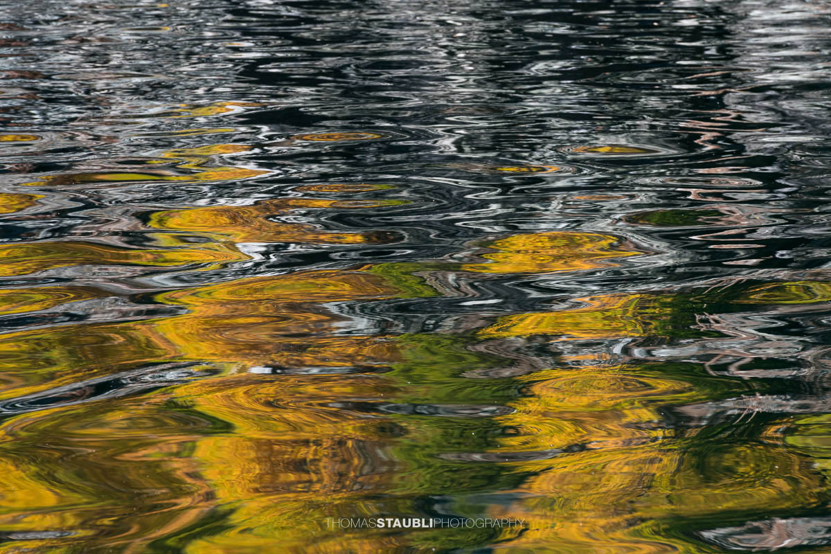 Spiegelung goldgelber Lärchen im leicht bewegten Wasser des Lai da Marmorera, deren Formen sich in sanften Wellen zu abstrakten Mustern auflösen.