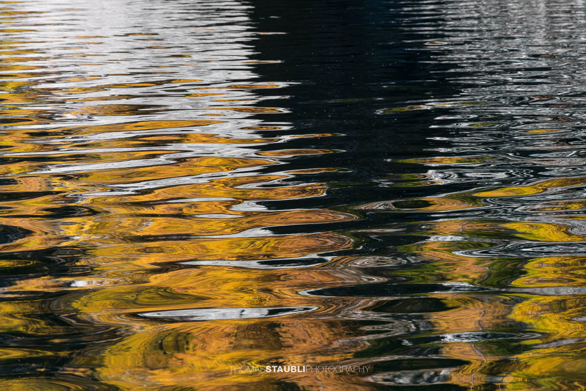 Spiegelung goldgelber Lärchen im leicht bewegten Wasser des Lai da Marmorera, deren Formen sich in sanften Wellen zu abstrakten Mustern auflösen.
