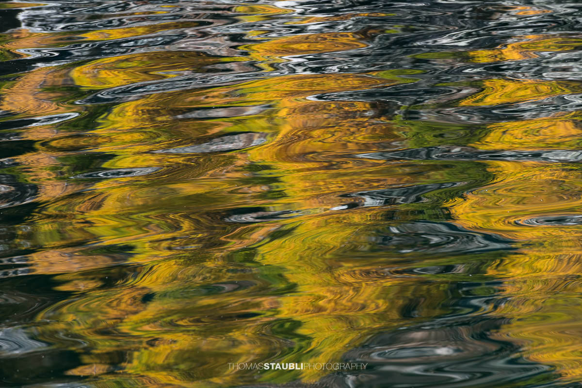 Spiegelung goldgelber Lärchen im leicht bewegten Wasser des Lai da Marmorera, deren Formen sich in sanften Wellen zu abstrakten Mustern auflösen.