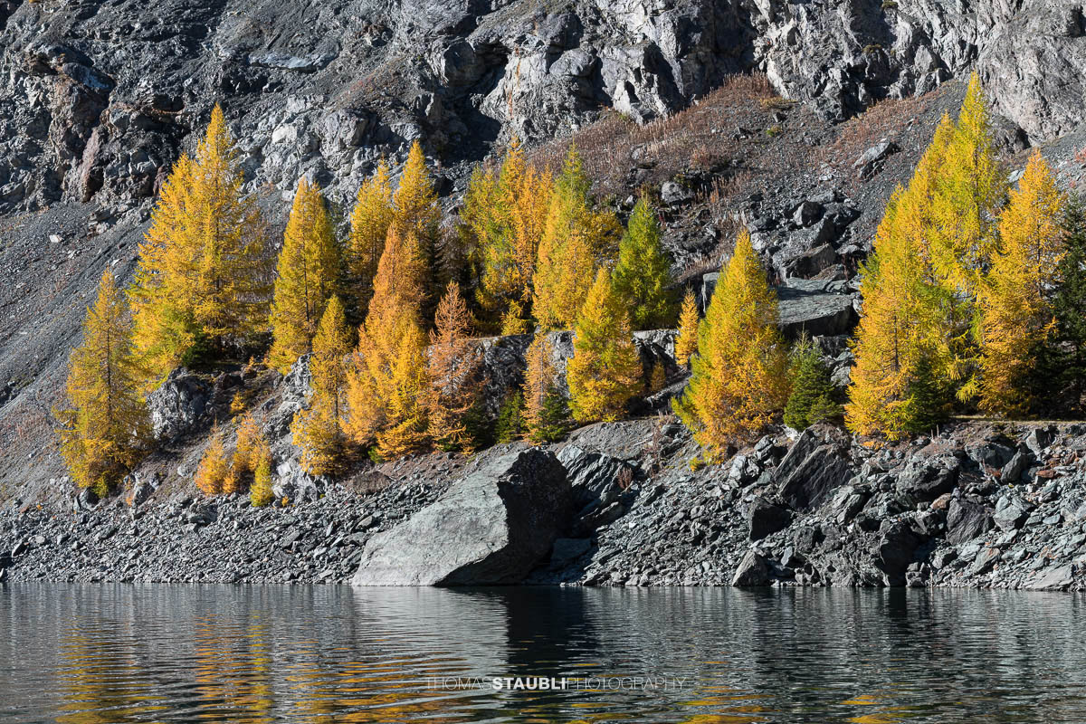 Herbstlich gelb gefärbte Lärchen und dunkle Felsflanken säumen das Ufer des Bergsees.