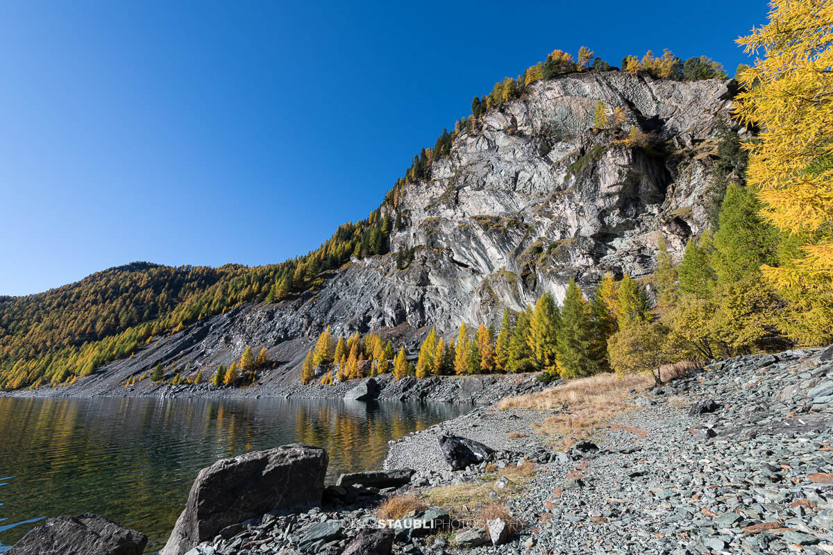 Blick über den Lai da Marmorera im oberen Surses, umgeben von herbstlich gefärbten Lärchenwäldern und dunklen Felsflanken unter klarem Himmel.