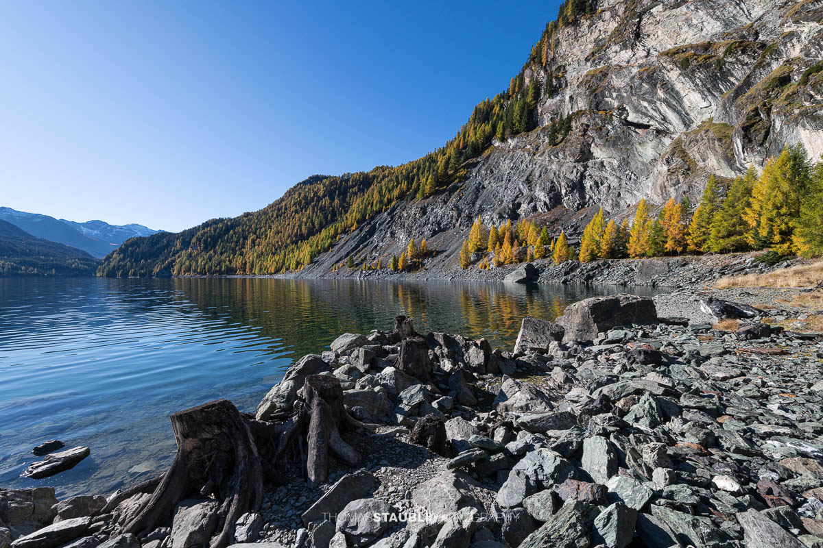 Blick über den Lai da Marmorera im oberen Surses, umgeben von herbstlich gefärbten Lärchenwäldern und dunklen Felsflanken unter klarem Himmel.