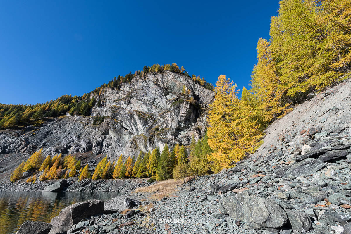 Blick über den Lai da Marmorera im oberen Surses, umgeben von herbstlich gefärbten Lärchenwäldern und dunklen Felsflanken unter klarem Himmel.