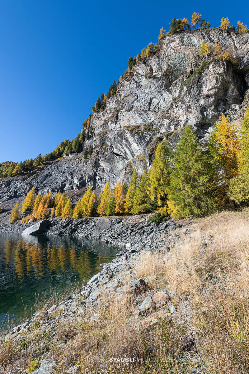 Blick über den Lai da Marmorera im oberen Surses, umgeben von herbstlich gefärbten Lärchenwäldern und dunklen Felsflanken unter klarem Himmel.