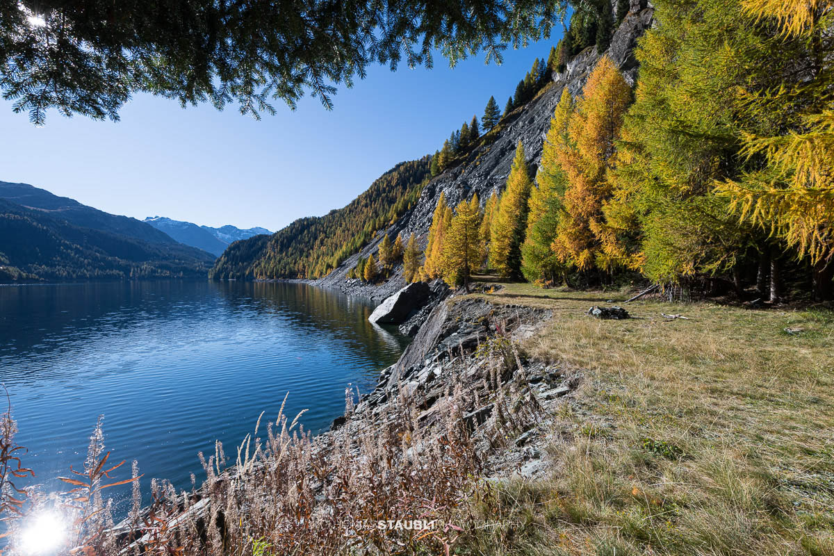 Blick über den Lai da Marmorera im oberen Surses, umgeben von herbstlich gefärbten Lärchenwäldern und dunklen Felsflanken unter klarem Himmel.