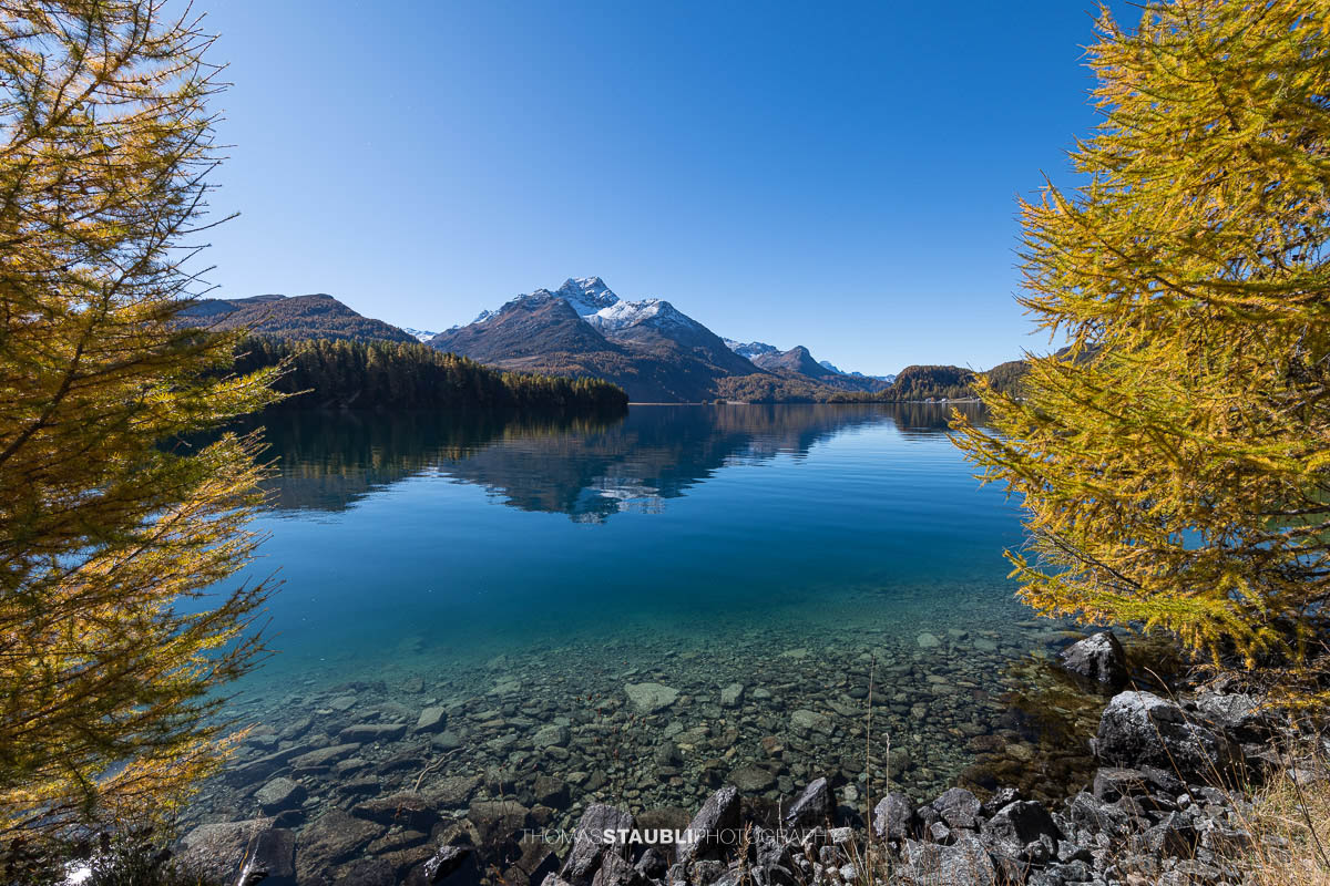 Klarer Silsersee im Engadin mit herbstlich gelb gefärbten Lärchen, spiegelglatter Wasseroberfläche und verschneiten Gipfeln im Hintergrund unter tiefblauem Himmel.